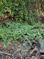 Vitis californica