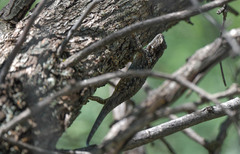 Sceloporus clarkii
