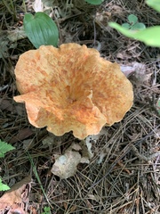 Turbinellus floccosus