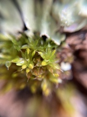 Syntrichia papillosa