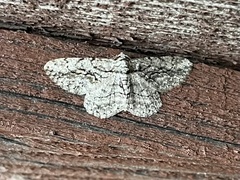 Anavitrinella pampinaria