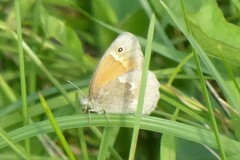 Coenonympha california