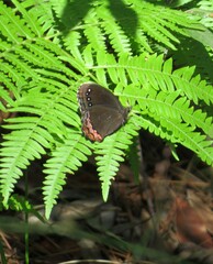 Gyrocheilus patrobas