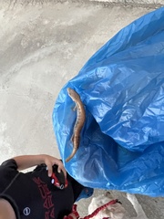 Elgaria multicarinata