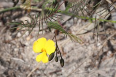 Gompholobium pinnatum