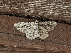 Anavitrinella pampinaria