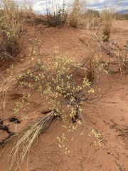 Eriogonum microtheca