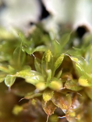 Syntrichia papillosa