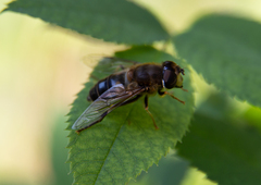 Eristalis pertinax