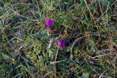Cirsium acaule