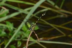 Ictinogomphus pertinax