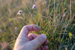 Scabiosa columbaria