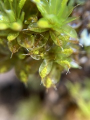 Syntrichia papillosa