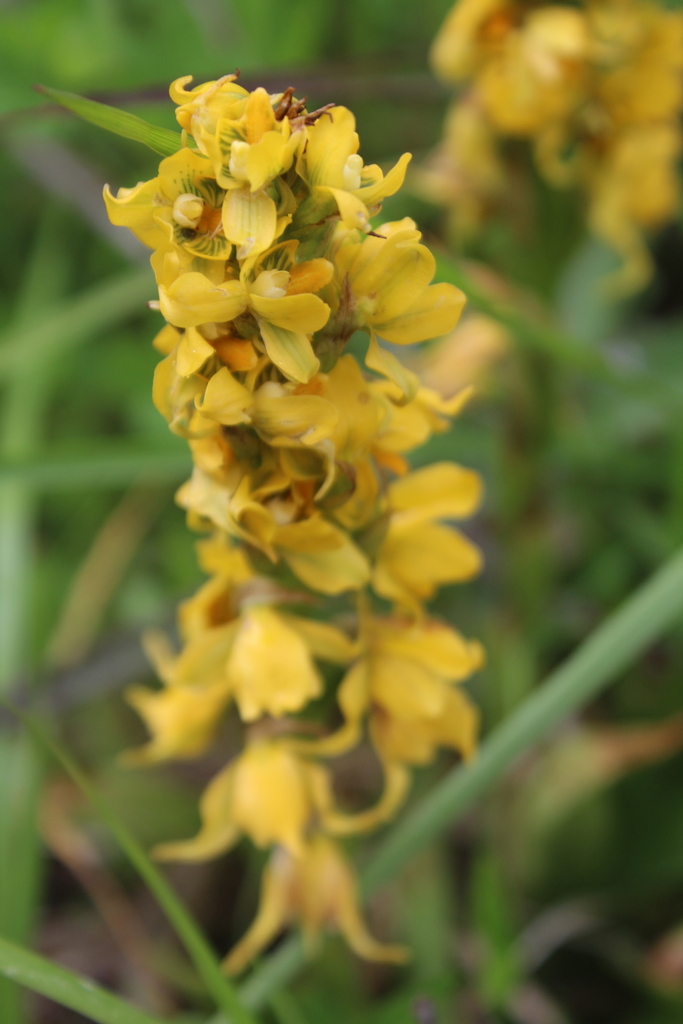 Gavilea odoratissima