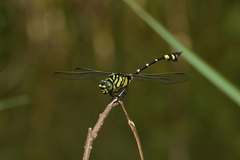 Ictinogomphus pertinax