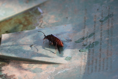 Prionus coriarius