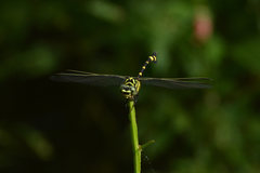 Ictinogomphus pertinax