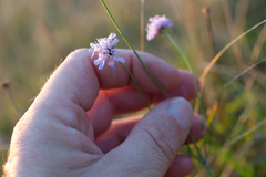 Scabiosa columbaria