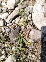 Mollugo verticillata