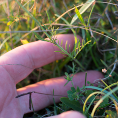 Scabiosa columbaria