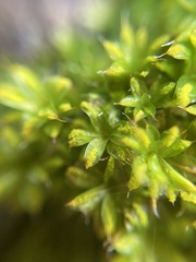Syntrichia papillosa