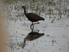 Aramus guarauna