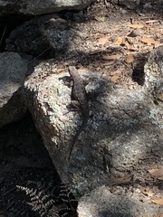 Sceloporus occidentalis longipes