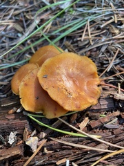 Gymnopilus penetrans
