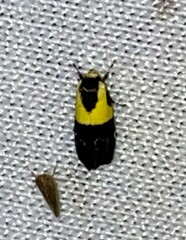 Rectiostoma xanthobasis