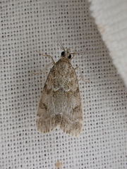 Scoparia subfusca
