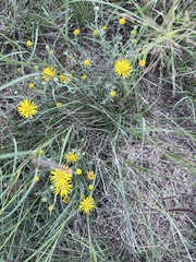 Xanthisma spinulosum