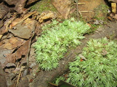 Leucobryum