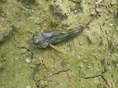 Cottus gobio