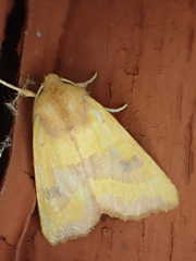 Atethmia centrago