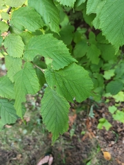 Corylus cornuta