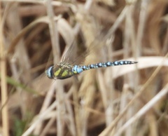 Aeshna mixta