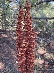 Pterospora andromedea
