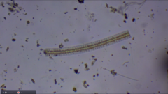 Fragilaria