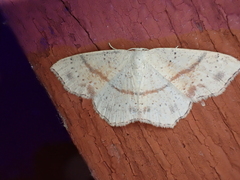Cyclophora punctaria