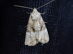 Mesoligia furuncula