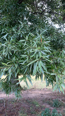 Quercus phellos