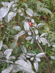 Euonymus verrucosus