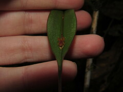 Lepanthes mucronata