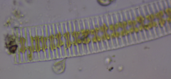 Fragilaria
