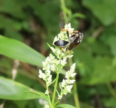 Sphex nudus