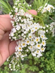 Heliotropium stenophyllum