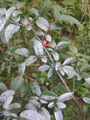 Euonymus verrucosus