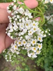Heliotropium stenophyllum