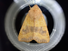 Atethmia centrago