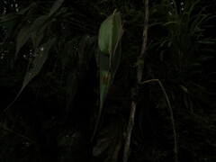 Lepanthes mucronata